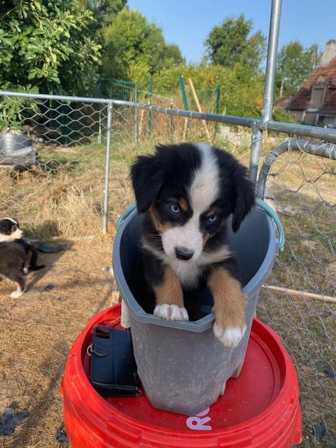 de la Vallée Noire en Berry - Chiots disponibles - Berger Australien