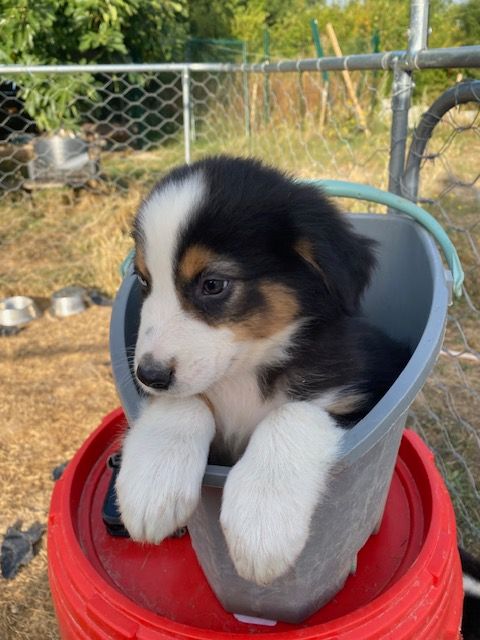 de la Vallée Noire en Berry - Chiots disponibles - Berger Australien