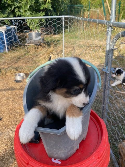 de la Vallée Noire en Berry - Chiots disponibles - Berger Australien