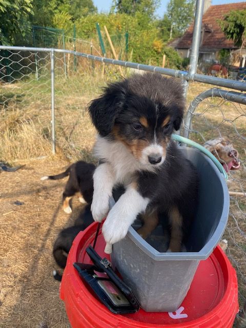 de la Vallée Noire en Berry - Chiots disponibles - Berger Australien